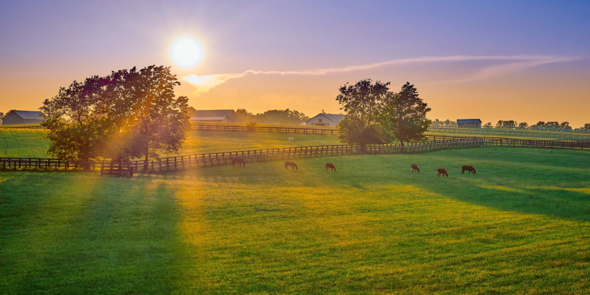 Horses and equestrian activity in Aiken, South Carolina